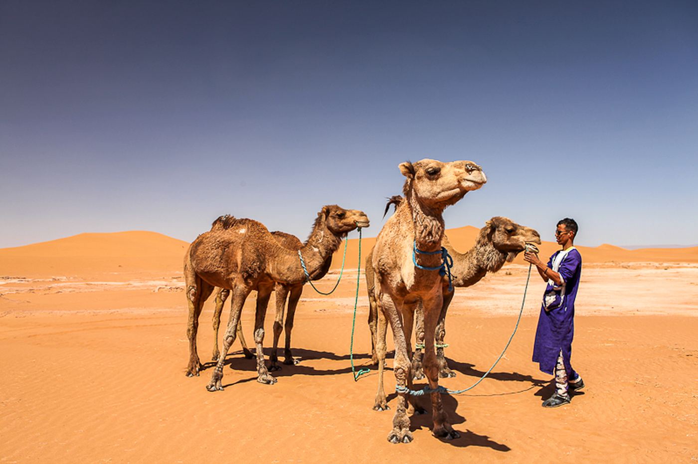 Three camels standing together in low golden light